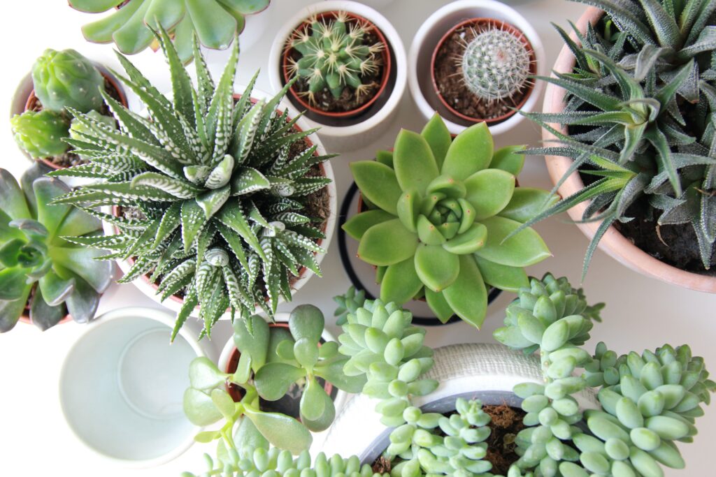 Types of Succulents And Other Things That You Need To Know