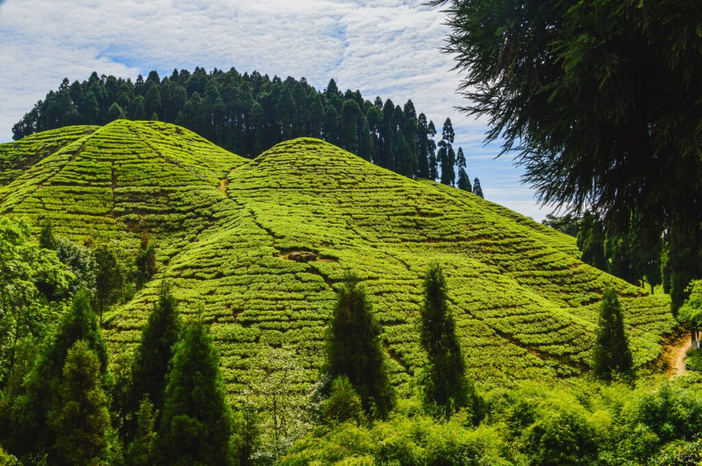 Darjeeling landscape